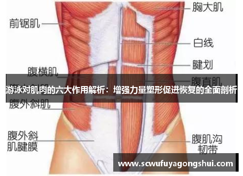 游泳对肌肉的六大作用解析：增强力量塑形促进恢复的全面剖析